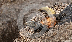 Colorful Arizona Desert Chuckwalla Lizard photo