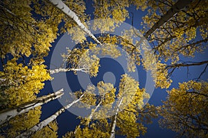 Colorful Arizona quaking aspen in autumn photo