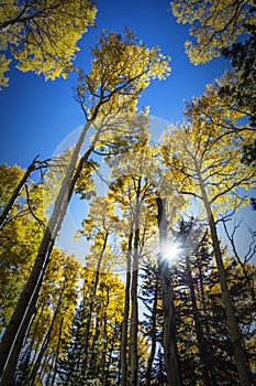 Colorful Arizona quaking aspen in autumn photo