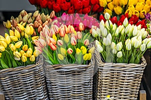 Colorful arrangements of tulips at the Amsterdam Flower Market (\