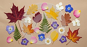 Colorful array of autumn elements arranged