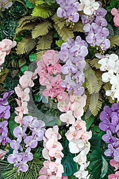 Colorful artificial orchids in the garden.