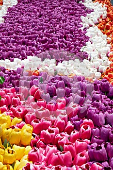 Colorful artificial tulip flowers in the flowerbed.