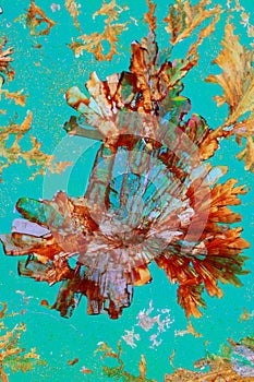 Colorful ascorbic acid cystals photo