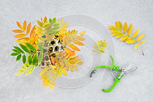 Colorful ashberry tree leaves and garden clippers