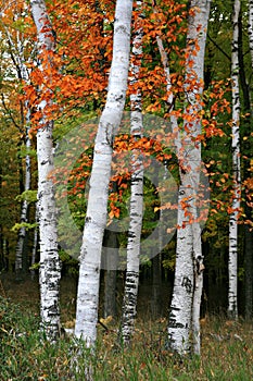 Colorful Aspen Birch Tree