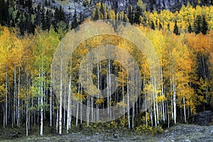 Colorful Aspen Grove Stand