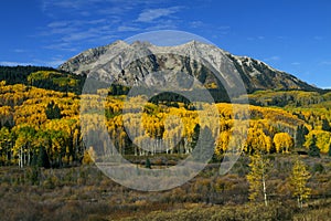 Colorful Aspen in the Rocky Mountains of Colorado