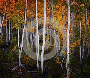 Colorful Aspen Tree Forest in Fall