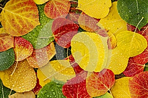 Colorful Aspen tree leaves on ground with water drops