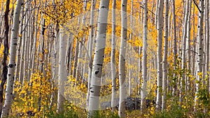 Colorful Aspen trees in forest with falling leaves due to wind in autumn time.