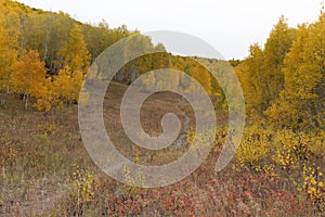 Colorful Aspen Trees on the Grand Mesa in Autumn