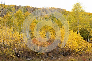 Colorful Aspen Trees on the Grand Mesa in Autumn