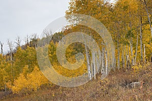 Colorful Aspen Trees on the Grand Mesa in Autumn