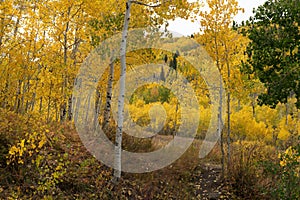 Colorful Aspen Trees on the Grand Mesa in Autumn