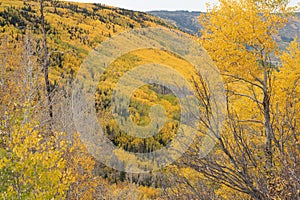 Colorful Aspen Trees on the Grand Mesa in Autumn