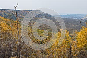 Colorful Aspen Trees on the Grand Mesa in Autumn