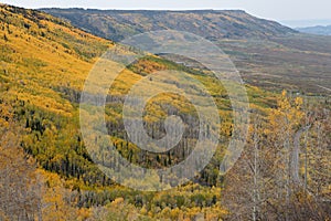 Colorful Aspen Trees on the Grand Mesa in Autumn