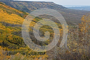 Colorful Aspen Trees on the Grand Mesa in Autumn