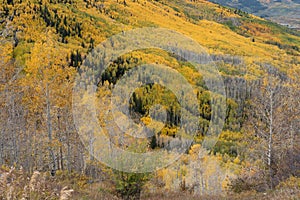 Colorful Aspen Trees on the Grand Mesa in Autumn