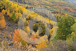 Colorful Aspen Trees on the Grand Mesa in Autumn