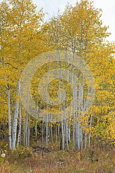 Colorful Aspen Trees on the Grand Mesa in Autumn