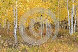 Colorful Aspen Trees on the Grand Mesa in Autumn