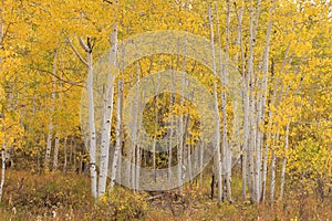 Colorful Aspen Trees on the Grand Mesa in Autumn