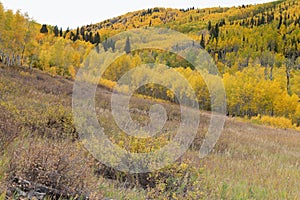 Colorful Aspen Trees on the Grand Mesa in Autumn