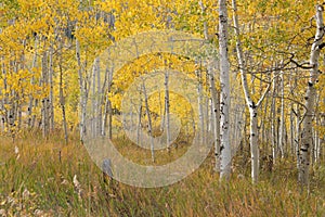 Colorful Aspen Trees on the Grand Mesa in Autumn