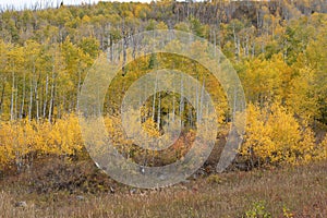 Colorful Aspen Trees on the Grand Mesa in Autumn