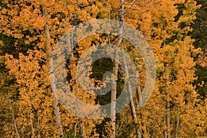 Colorful Aspens in Hope Valley