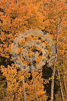 Colorful Aspens in Hope Valley