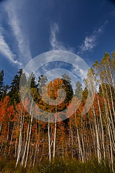 Colorful Aspens in Hope Valley