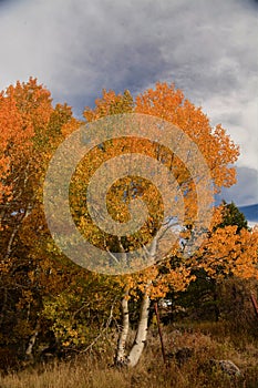 Colorful Aspens in Hope Valley