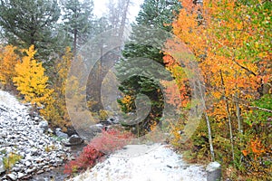 Colorful Aspens in the snow