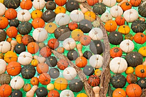 Colorful assorted pumpkins