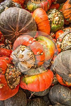 Colorful Assortment of Autumn Squash