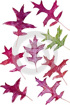 Colorful assortment of fall Oak leaves