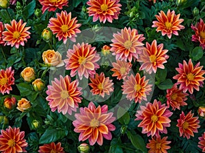 Colorful assortment of garden flowers