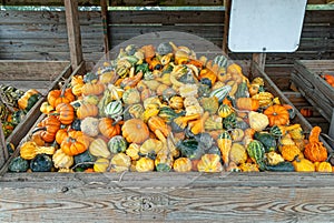 Colorful Assortment of Gourds