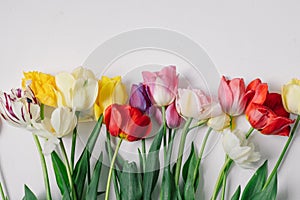 Colorful Assortment of Tulips