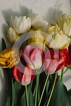 Colorful Assortment of Tulips