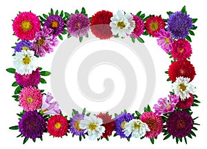 Colorful aster floral frame