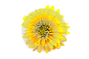 Colorful aster flowers isolated on white background. .