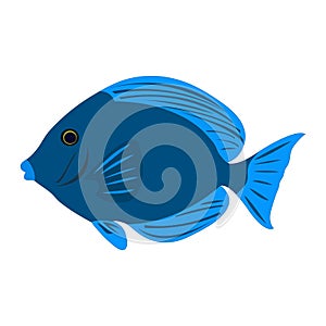 Colorful Atlantic Blue Tang fish clip art