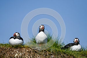 Colorful Atlantic Puffin or Comon Puffin Fratercula Arctica in N