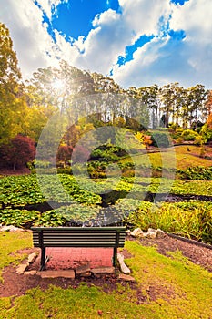 Colorful australian autumn at Mount Lofty park