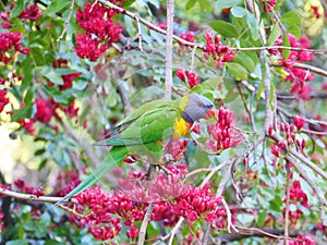 Colorful australian bird