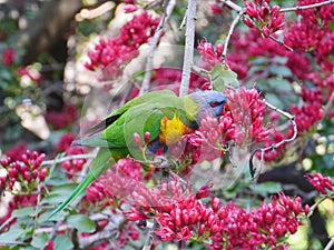 Colorful australian bird